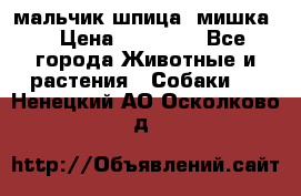 мальчик шпица (мишка) › Цена ­ 55 000 - Все города Животные и растения » Собаки   . Ненецкий АО,Осколково д.